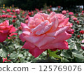 花瓣捲曲的粉紅玫瑰 125769076