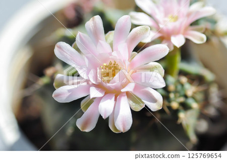 Gymnocalycium ,Gymnocalycium mihanovichii or gymnocalycium mihanovichii variegated with flower or cactus flower Gymnocalycium ,Gymnocalycium mihanovichii or gymnocalycium mihanovichii variegated with flower or cactus flower 125769654