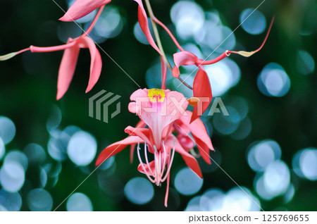 Amherstia nobilis Wall  , Amherstia or Queen of flowering tree or Pride of Burma or FABACEAE or red flower 125769655