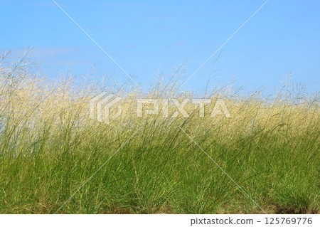 Silver grass growing in the blue sky 125769776