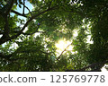 Sky seen from the forest_fresh green leaves and light Sky seen from the forest_fresh green leaves and light 125769778