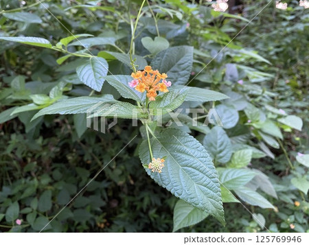 Beautiful Lantana camara flower with green leaf isolated foto stock 125769946
