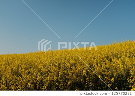 walking trail through rapeseed yellow flower fields and forest trees in springtime under bright blue sky. High quality photo walking trail through rapeseed yellow flower fields and forest trees in springtime under bright blue sky. High quality photo 125770251