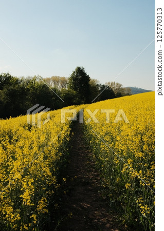 walking trail through rapeseed yellow flower fields and forest trees in springtime under bright blue sky. High quality photo walking trail through rapeseed yellow flower fields and forest trees in springtime under bright blue sky. High quality photo 125770313