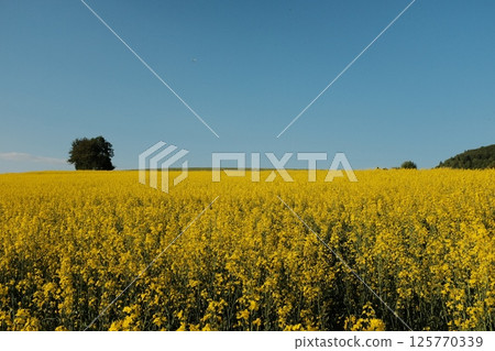 walking trail through rapeseed yellow flower fields and forest trees in springtime under bright blue sky. High quality photo 125770339