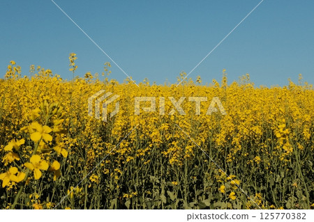 walking trail through rapeseed yellow flower fields and forest trees in springtime under bright blue sky. High quality photo walking trail through rapeseed yellow flower fields and forest trees in springtime under bright blue sky. High quality photo 125770382