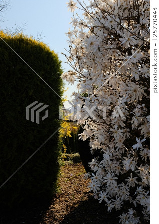 white blooming spring flowers on tree branches with sunlight shining through lush green foliage in garden. High quality photo white blooming spring flowers on tree branches with sunlight shining through lush green foliage in garden. High quality photo 125770443