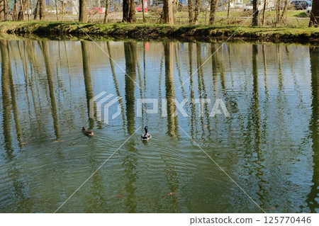 ducks swimming in calm pond with tree reflections on water surface in serene spring forest park setting. High quality photo 125770446