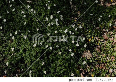 white spring wildflowers blooming on lush green ground in woodland area forming natural floral carpet. High quality photo 125770462