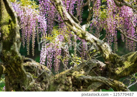 Spectacular view of spring flower wisteria blooming in the ancient forest Spectacular view of spring flower wisteria blooming in the ancient forest 125770487