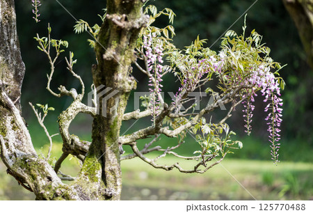Spectacular view of spring flower wisteria blooming in the ancient forest Spectacular view of spring flower wisteria blooming in the ancient forest 125770488