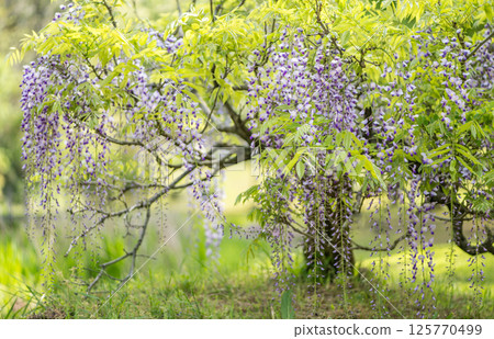盛開在古老森林裡的春天花紫藤的壯觀景色 125770499