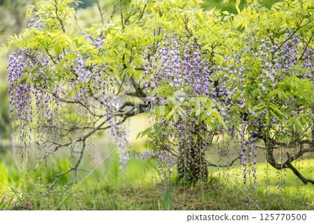 盛開在古老森林裡的春天花紫藤的壯觀景色 盛開在古老森林裡的春天花紫藤的壯觀景色 125770500
