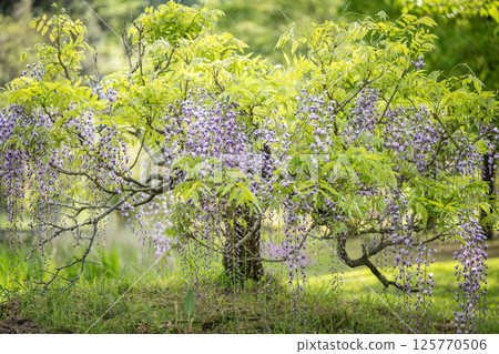 Spectacular view of spring flower wisteria blooming in the ancient forest 125770506