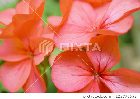 Geranium Geranium 125770552