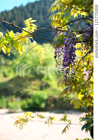 Mukogawa Abandoned Railway Tracks 125770808