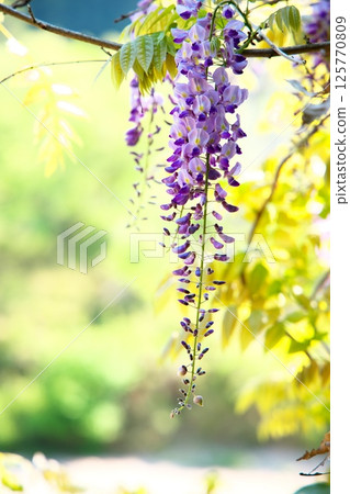 Mukogawa Abandoned Railway Tracks 125770809