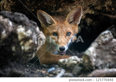 Red fox, vulpes vulpes in forest. Wild animal in natural environment Red fox, vulpes vulpes in forest. Wild animal in natural environment 125770848