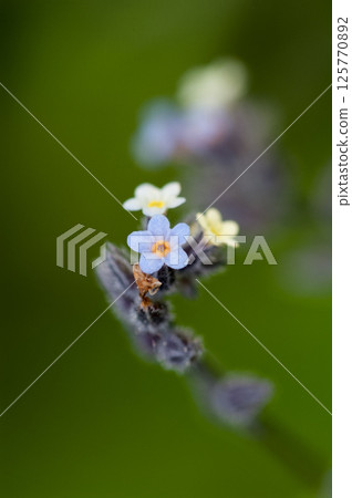 Forget-me-nots (Myosotis discolor) whose flowers change color. Forget-me-nots (Myosotis discolor) whose flowers change color. 125770892