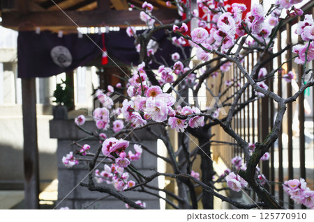 善國寺出世稻荷（東京都新宿區神樂坂） 125770910