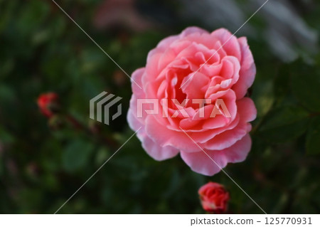 濕潤的粉紅玫瑰！ ！ 125770931