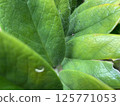 Spider web in Zamioculcas flower in the garden 125771053