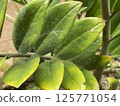 Spider web in Zamioculcas flower in the garden 125771054