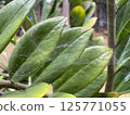 Spider web in Zamioculcas flower in the garden 125771055