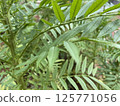 Marigold flower leaves in the garden isolated on green background 125771056