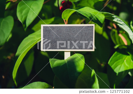 Blank Black billboard against green lemongrass leaves garden. Empty mockup template Blackboard label at farm land. Copy space banner for your text. Agricultural landscape Blank Black billboard against green lemongrass leaves garden. Empty mockup template Blackboard label at farm land. Copy space banner for your text. Agricultural landscape 125771102