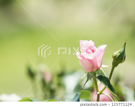 粉紅玫瑰和花蕾才剛開始綻放 125771124