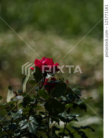 綠色背景下的紅玫瑰 125771161