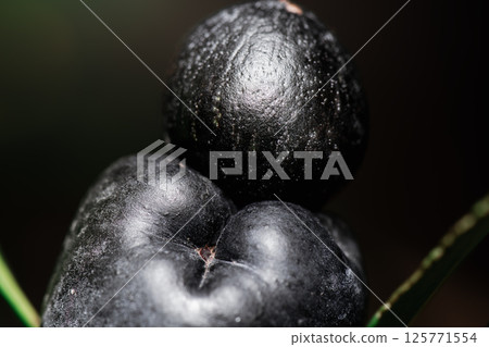 Plum Pine Fruit Plum Pine Fruit 125771554