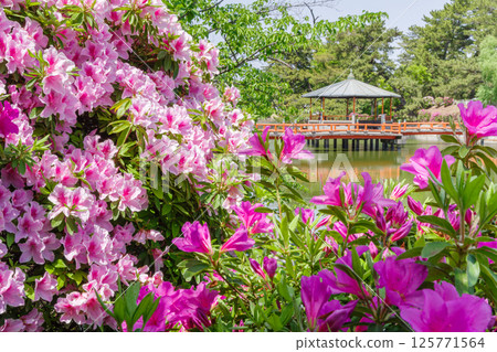 Azaleas at Kyuka Park (Kuwana City, Mie Prefecture) 125771564