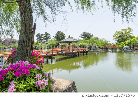 Azaleas at Kyuka Park (Kuwana City, Mie Prefecture) Azaleas at Kyuka Park (Kuwana City, Mie Prefecture) 125771570