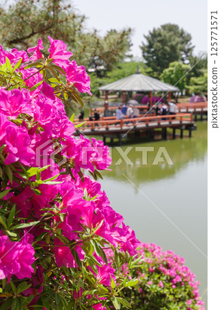Azaleas at Kyuka Park (Kuwana City, Mie Prefecture) Azaleas at Kyuka Park (Kuwana City, Mie Prefecture) 125771571