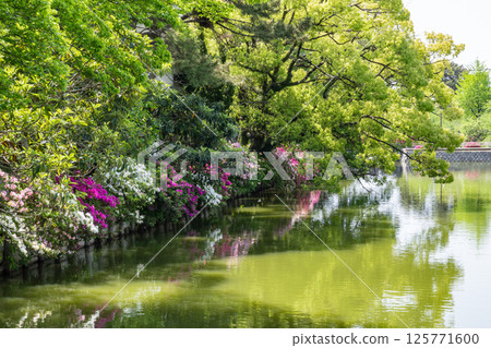 Azaleas at Kyuka Park (Kuwana City, Mie Prefecture) 125771600