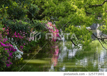 Azaleas at Kyuka Park (Kuwana City, Mie Prefecture) 125771601