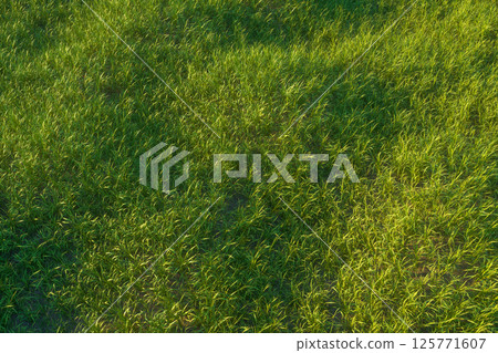 horizon, pasture, farming 125771607
