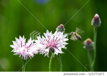 Yagurumagiku（Yagurugiku） 125771871