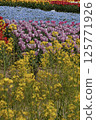 Spring flowers are in full bloom 125771926