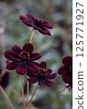 Cosmos with rare red and black colors 125771927