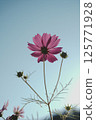 Cosmos blooming towards the sun 125771928