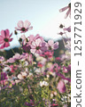 Cosmos shining in the blue sky 125771929