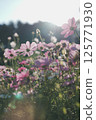 Scenery with cosmos 125771930