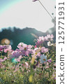 Scenery with cosmos 125771931
