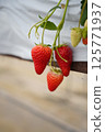 Strawberries in a strawberry garden where the scent that spreads in the house tickles your nose 125771937