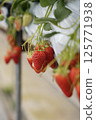 Strawberries in a strawberry garden where the scent that spreads in the house tickles your nose 125771938