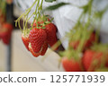 Strawberries in a strawberry garden where the scent that spreads in the house tickles your nose 125771939