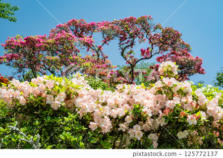 Colorful azalea flowers bloom at Nichirinji Temple Colorful azalea flowers bloom at Nichirinji Temple 125772137
